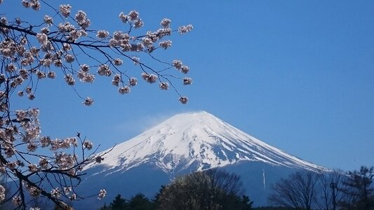 Spring cherry blossoms sakura photo