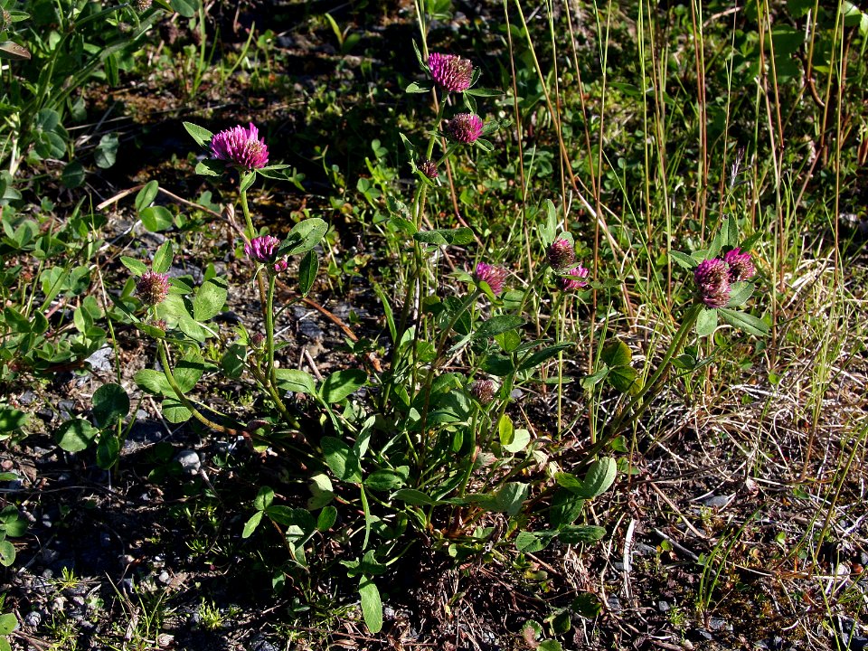 Trifolium pratense Oulu, Finland 10.06.2013