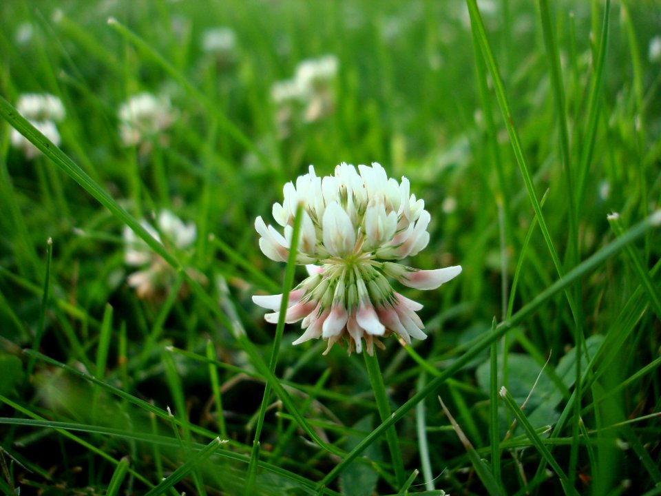 Trifolium repens macro