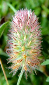 Trifolium arvense 108486727