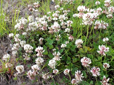 Trifolium repens Oulu, Finland 17.06.2013
