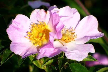 Nature flowering pink