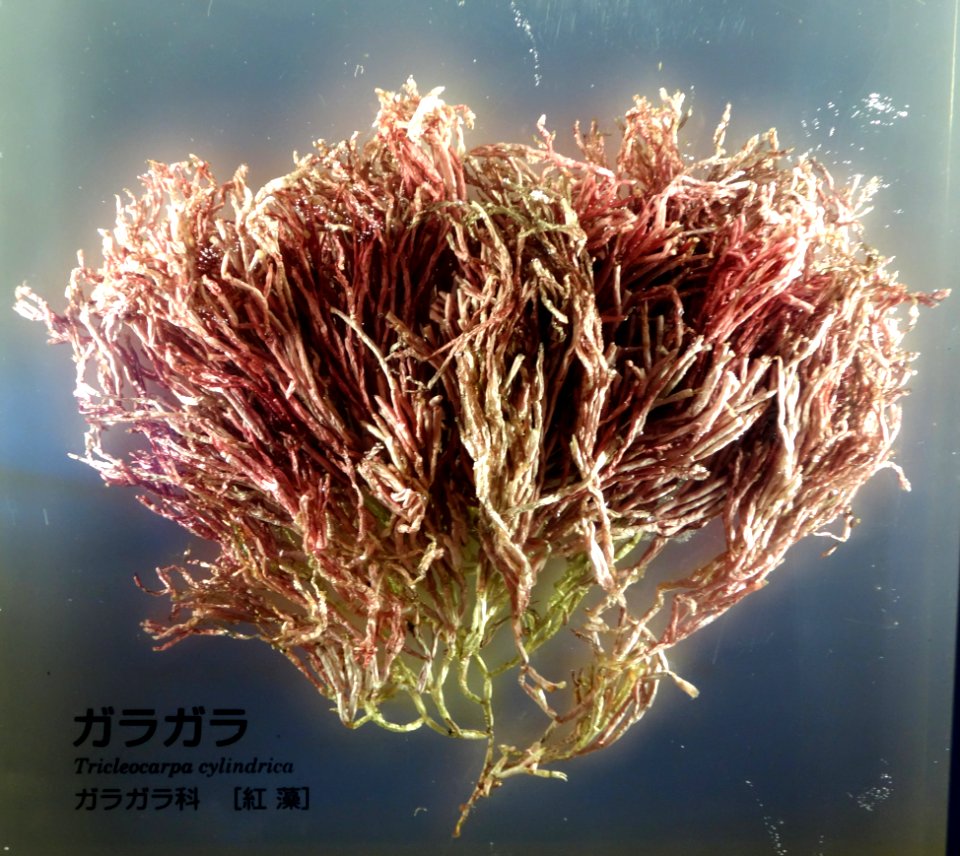 Tricleocarpa cylindrica - National Museum of Nature and Science, Tokyo - DSC07646