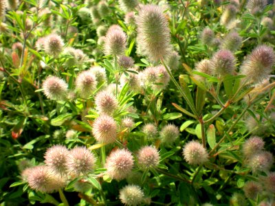 Trifolium arvense, Chelmsford, Massachusetts, 2010-06-29