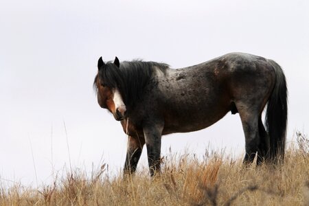 Equine pferd american