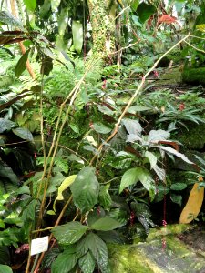 Trichostigma peruvianum - Palmengarten Frankfurt - DSC01846
