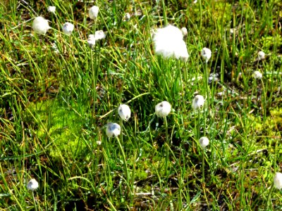 Trichophorum alpinum - 2016