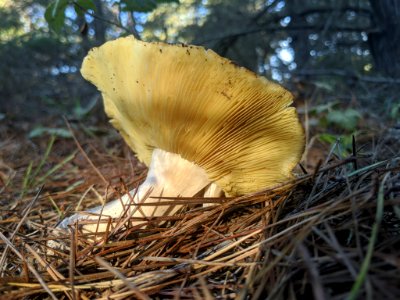 Tricholoma equestre 61692800 photo