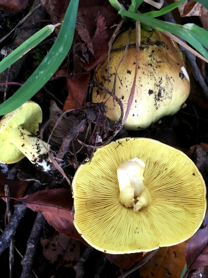 Tricholoma equestre 54044081