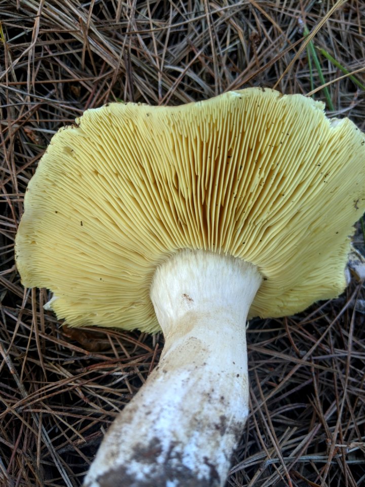 Tricholoma equestre 61692812