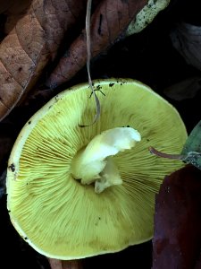 Tricholoma equestre 54044044