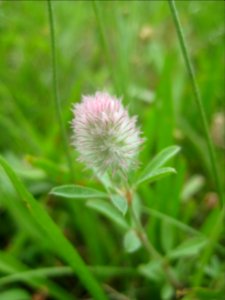 Trifolium arvense macro