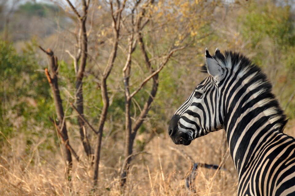 Nature safari animal