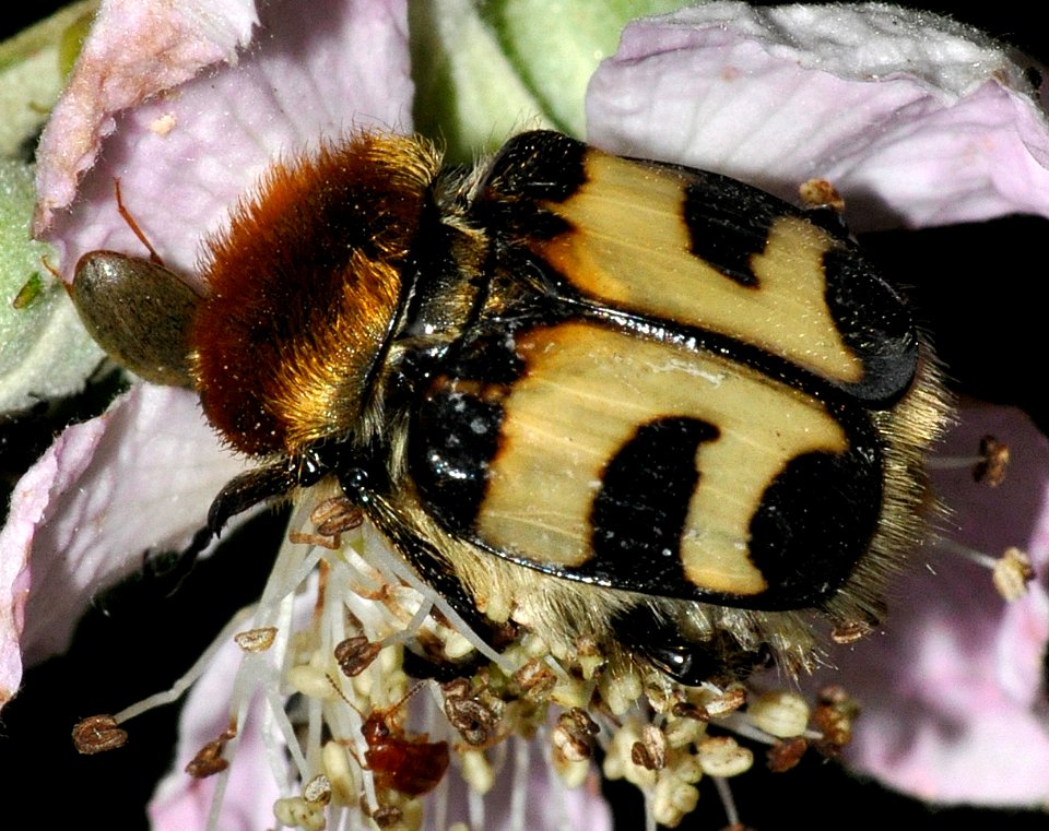 Trichius-fasciatus-01-fws