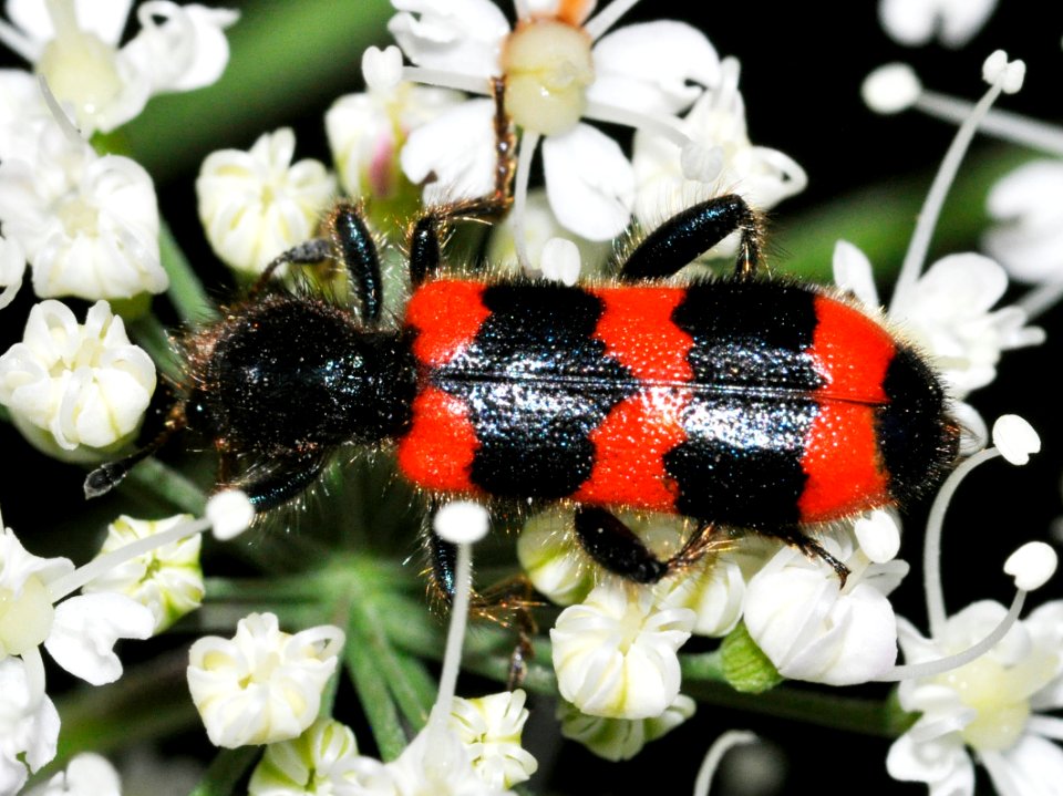 Trichodes-apiarius-04-fws