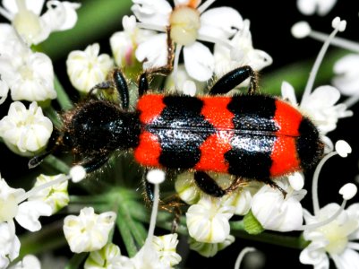 Trichodes-apiarius-04-fws
