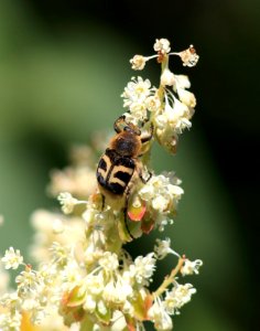 Trichius fasciatus Oulu 20180624