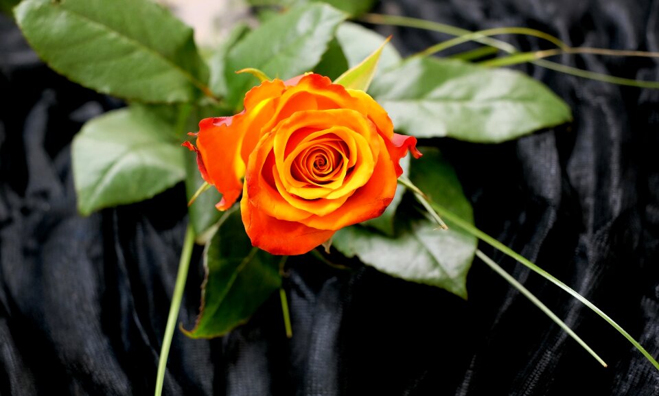 Rose bloom color romantic