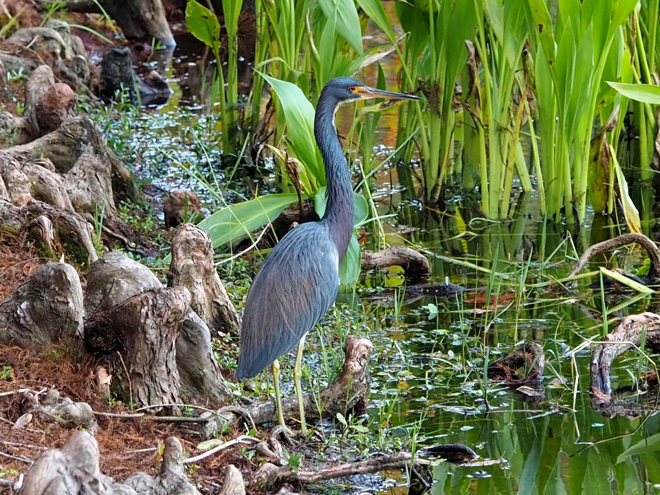 Tricolored Heron Egretta tricolor
