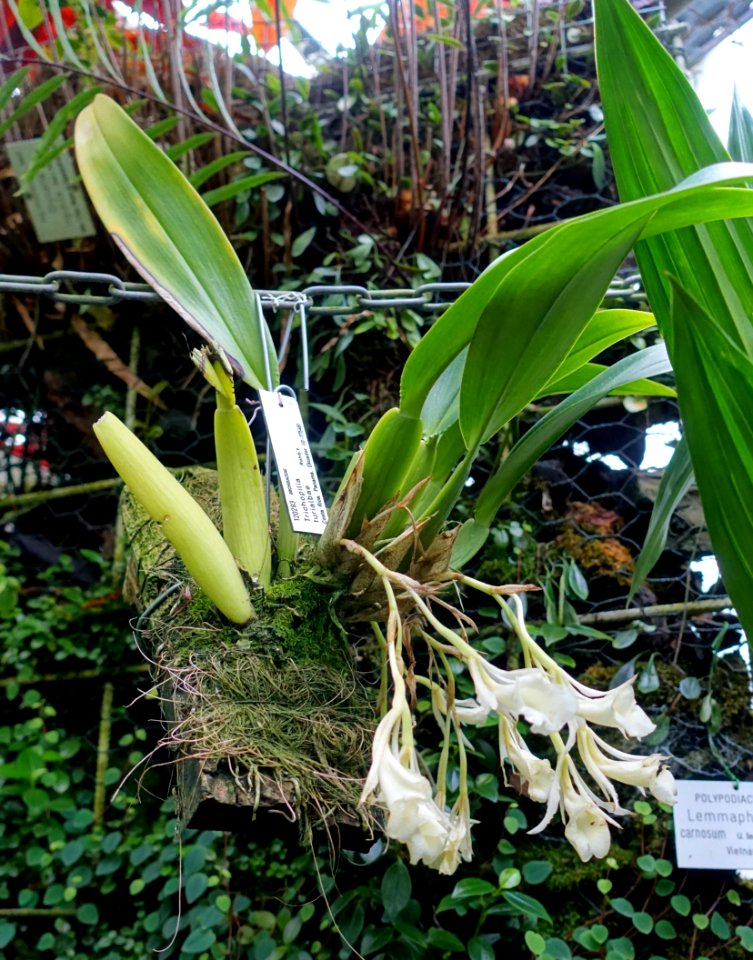 Trichopilia turialbae - Botanischer Garten - Heidelberg, Germany - DSC00949