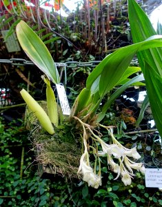 Trichopilia turialbae - Botanischer Garten - Heidelberg, Germany - DSC00949