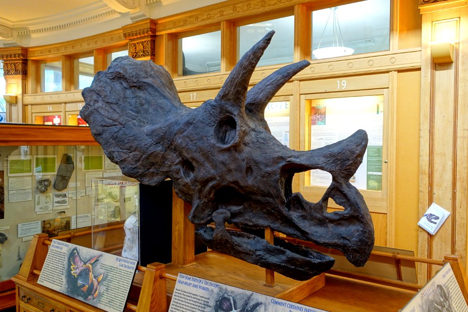 Triceratops horridus adolescent skull - Redpath Museum - McGill University - Montreal, Canada - DSC08075