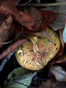 Tricholoma equestre 54044064