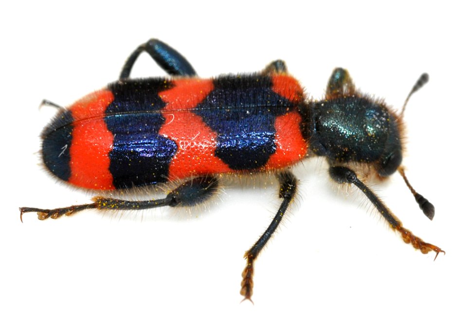 Trichodes-apiarius-09-fws