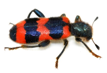 Trichodes-apiarius-09-fws