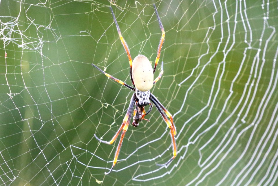 Trichonephila plumipes