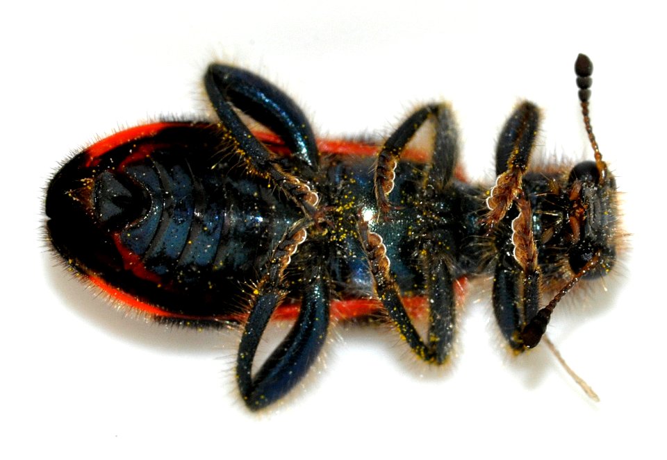 Trichodes-apiarius-07-fws