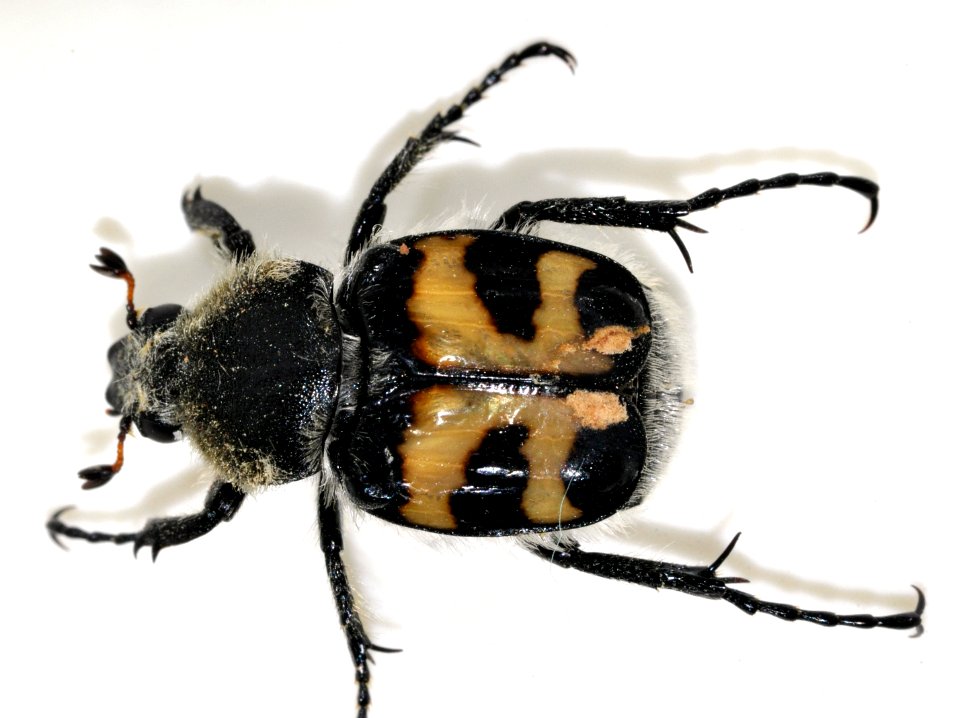Trichius-fasciatus-07-fws