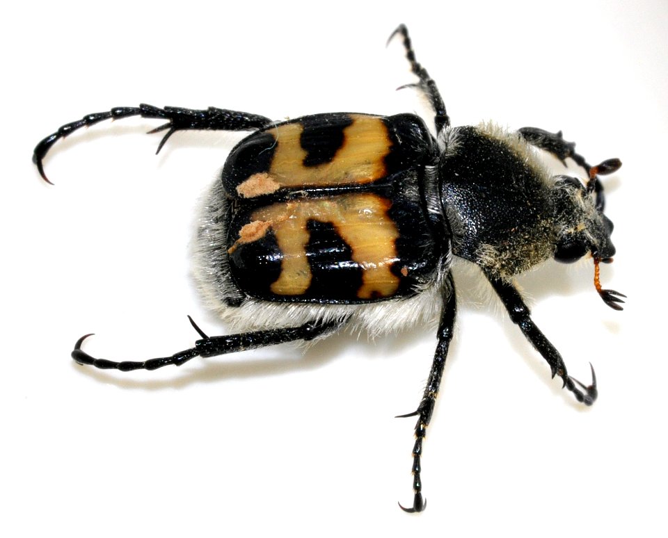 Trichius-fasciatus-06-fws