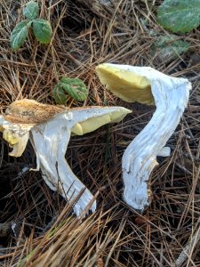 Tricholoma equestre 61692783 photo