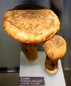 Tricholoma matsutake - National Museum of Nature and Science, Tokyo - DSC06852