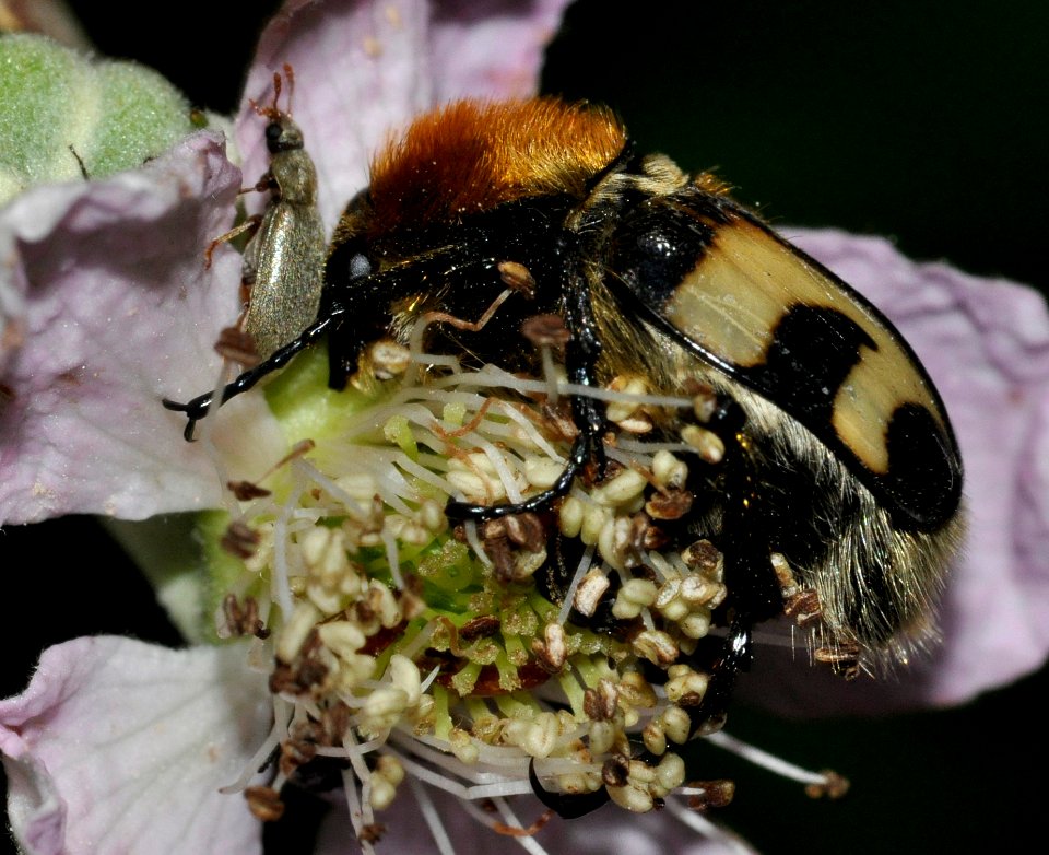 Trichius-fasciatus-03-fws