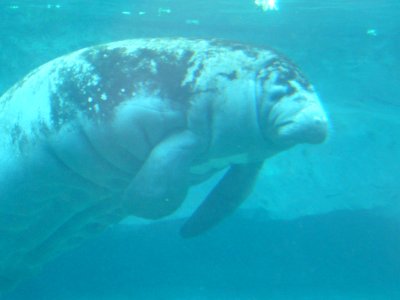 Trichechus Manatus Manatus, Zoo de Vincennes 02