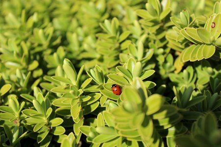 Nature krabbeltier bush