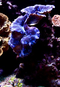 Tridacna maxima Aquarium tropical du Palais de la Porte Dorée 10 04 2016 1 photo