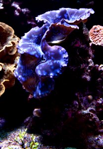 Tridacna maxima Aquarium tropical du Palais de la Porte Dorée 10 04 2016 1