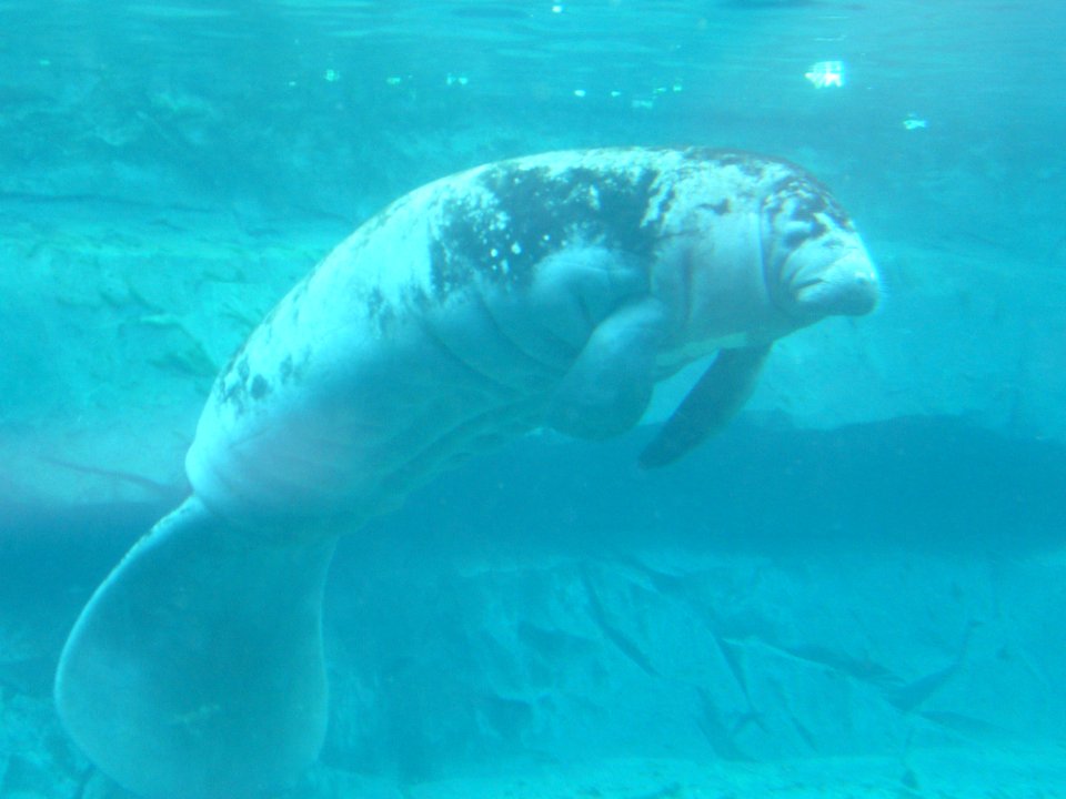 Trichechus Manatus Manatus, Zoo de Vincennes 01