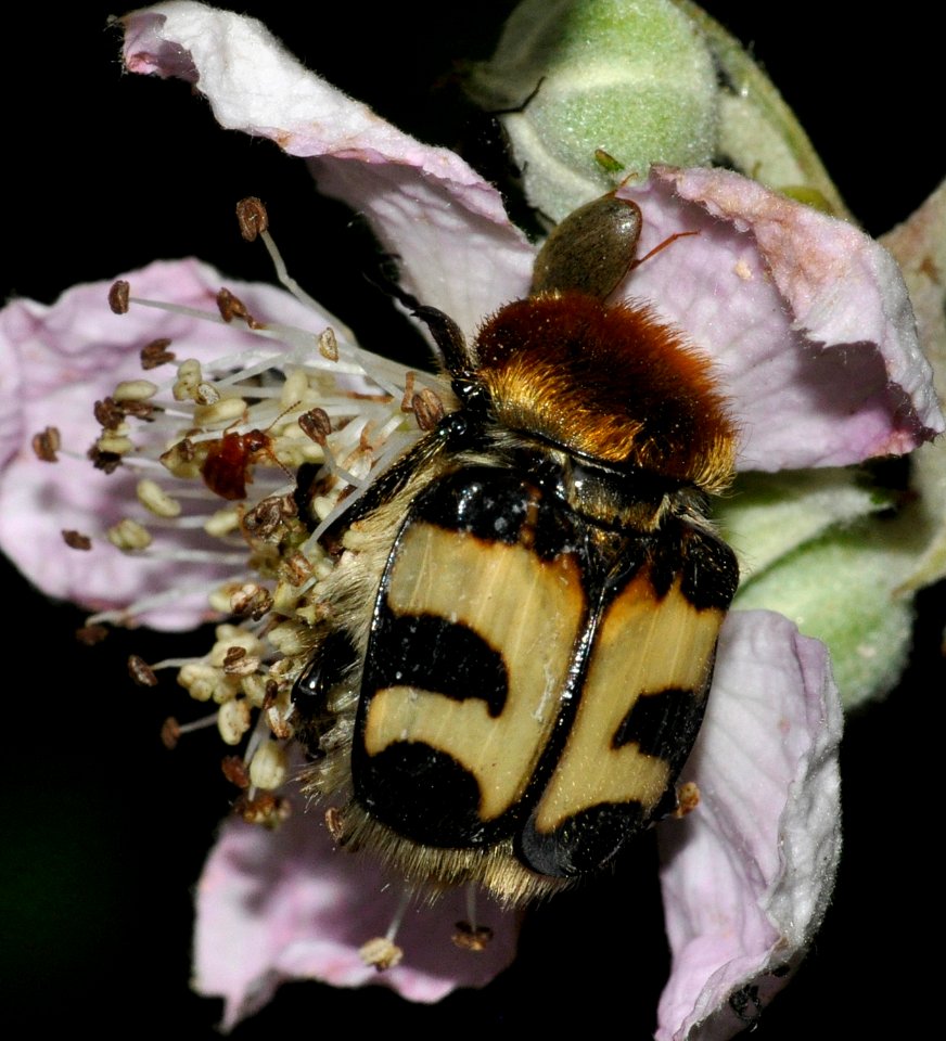 Trichius-fasciatus-05-fws