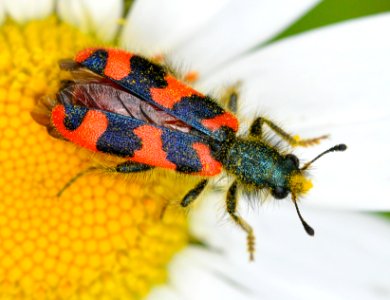 Trichodes-alvearius-03-fws