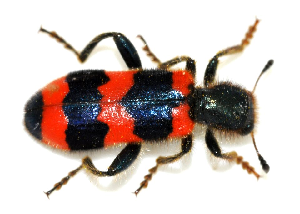 Trichodes-apiarius-08-fws