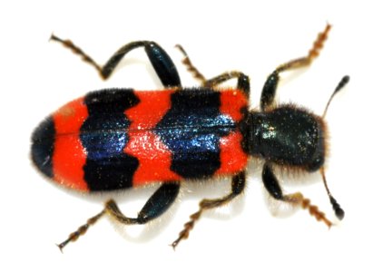 Trichodes-apiarius-08-fws
