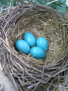 Robin blue gray egg photo