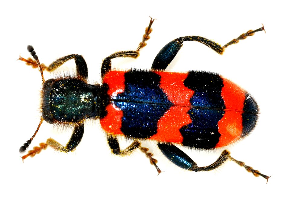 Trichodes-apiarius-06-fws