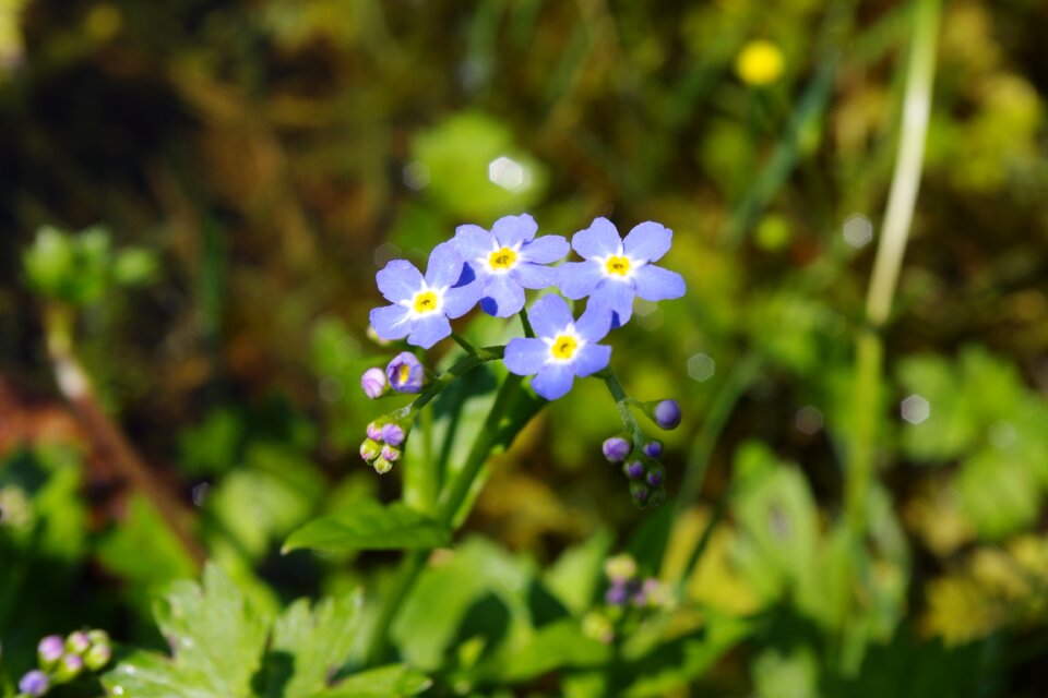Flower blue forest-forget me not blue forget me not