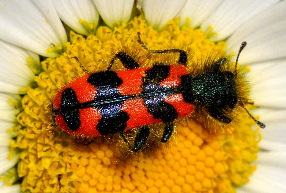 Trichodes-alvearius-01-fws