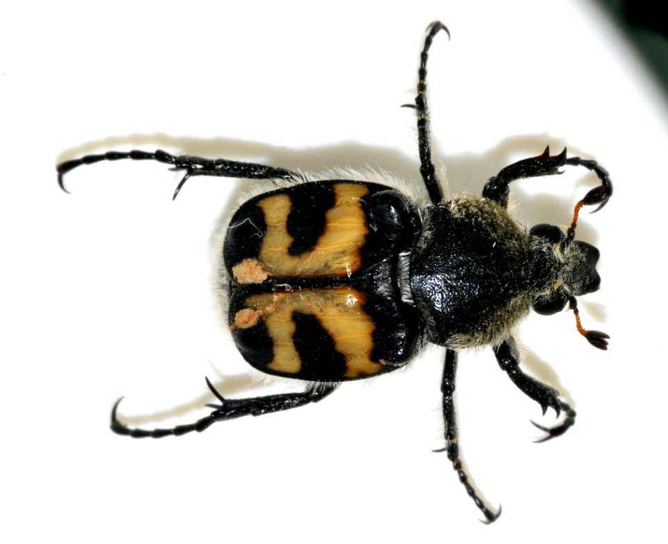 Trichius-fasciatus-08-fws